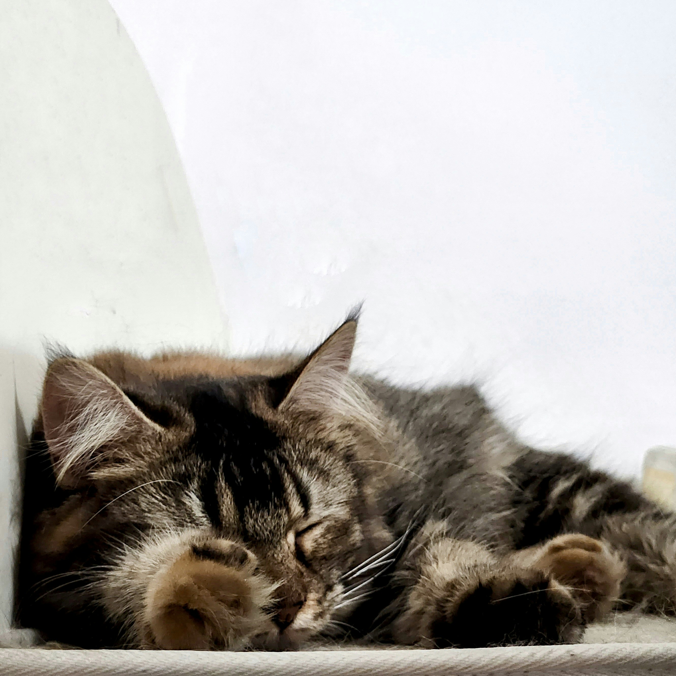 Understanding pet euthanasia: process, choices, keeping it gentle