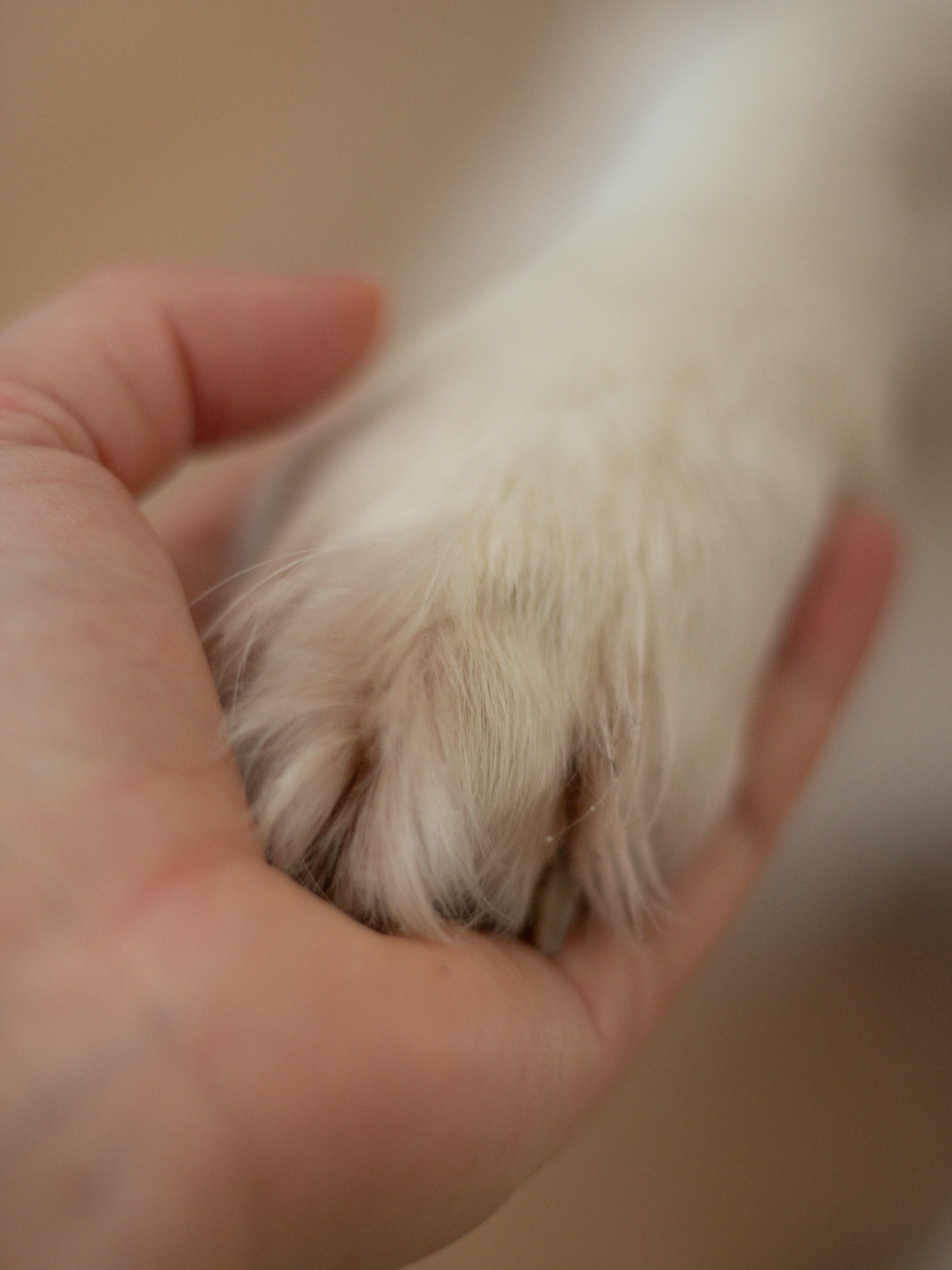 Supporting children through pet loss