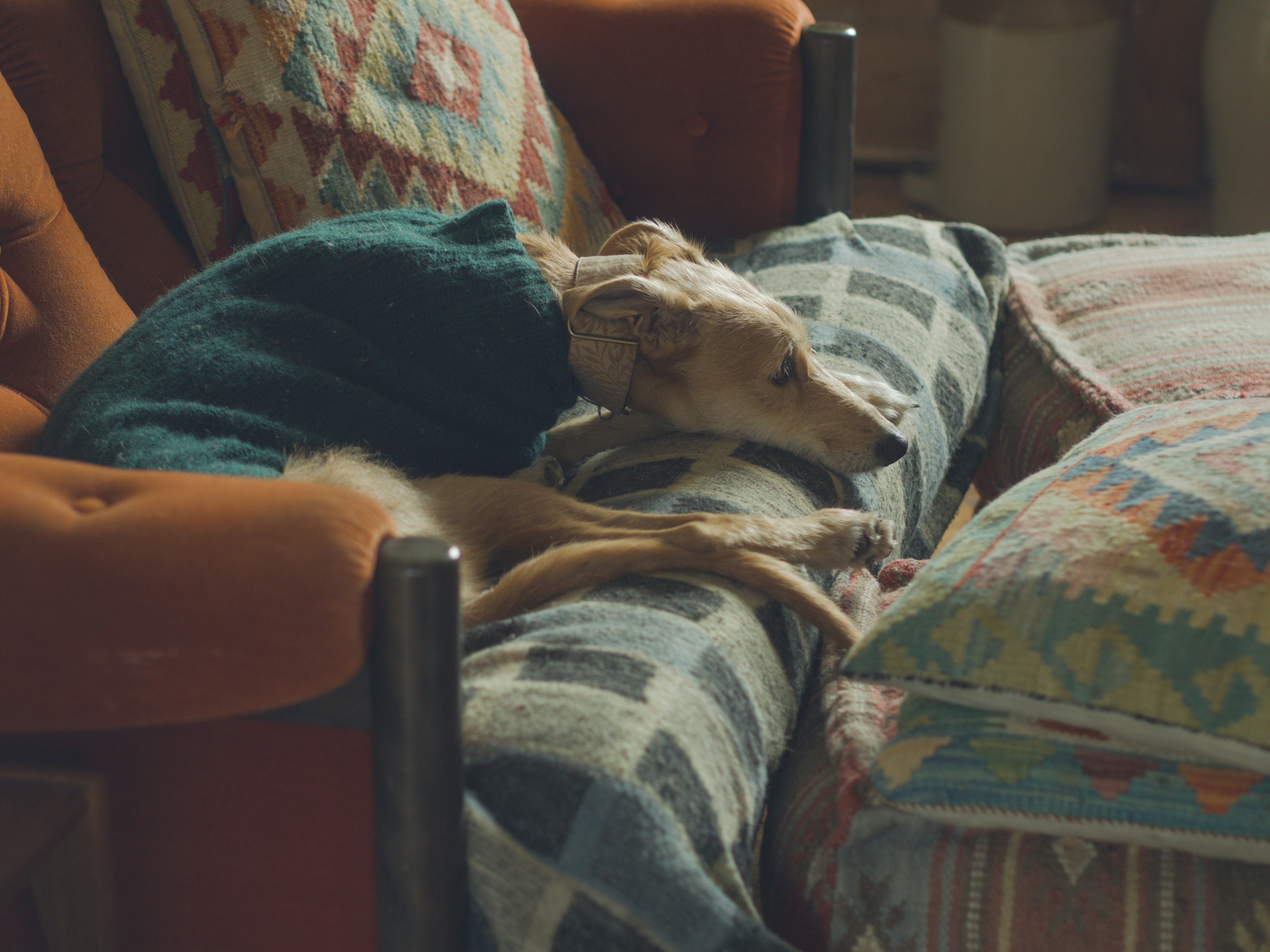 Comfort care for older dogs