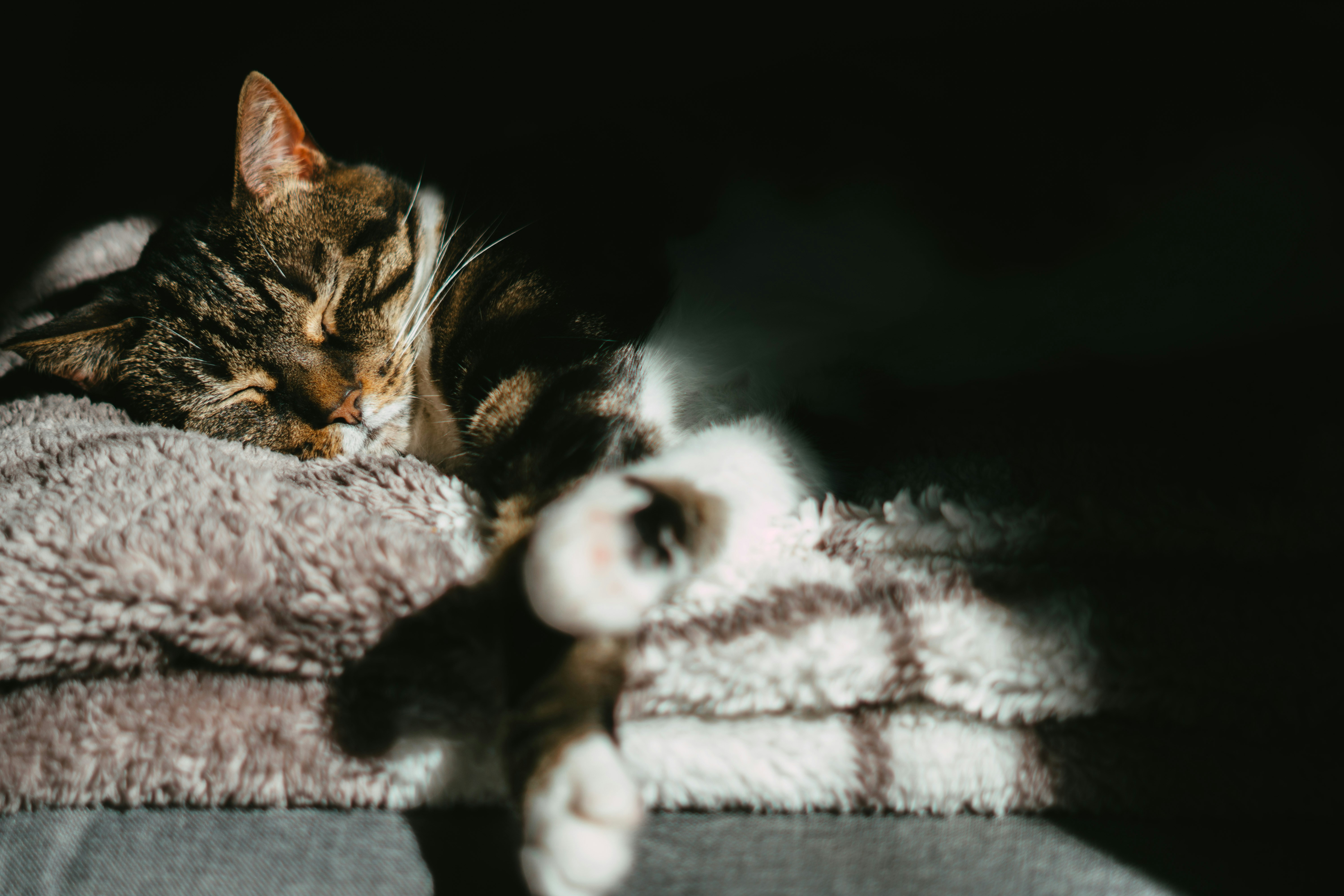Comfort care for older cats