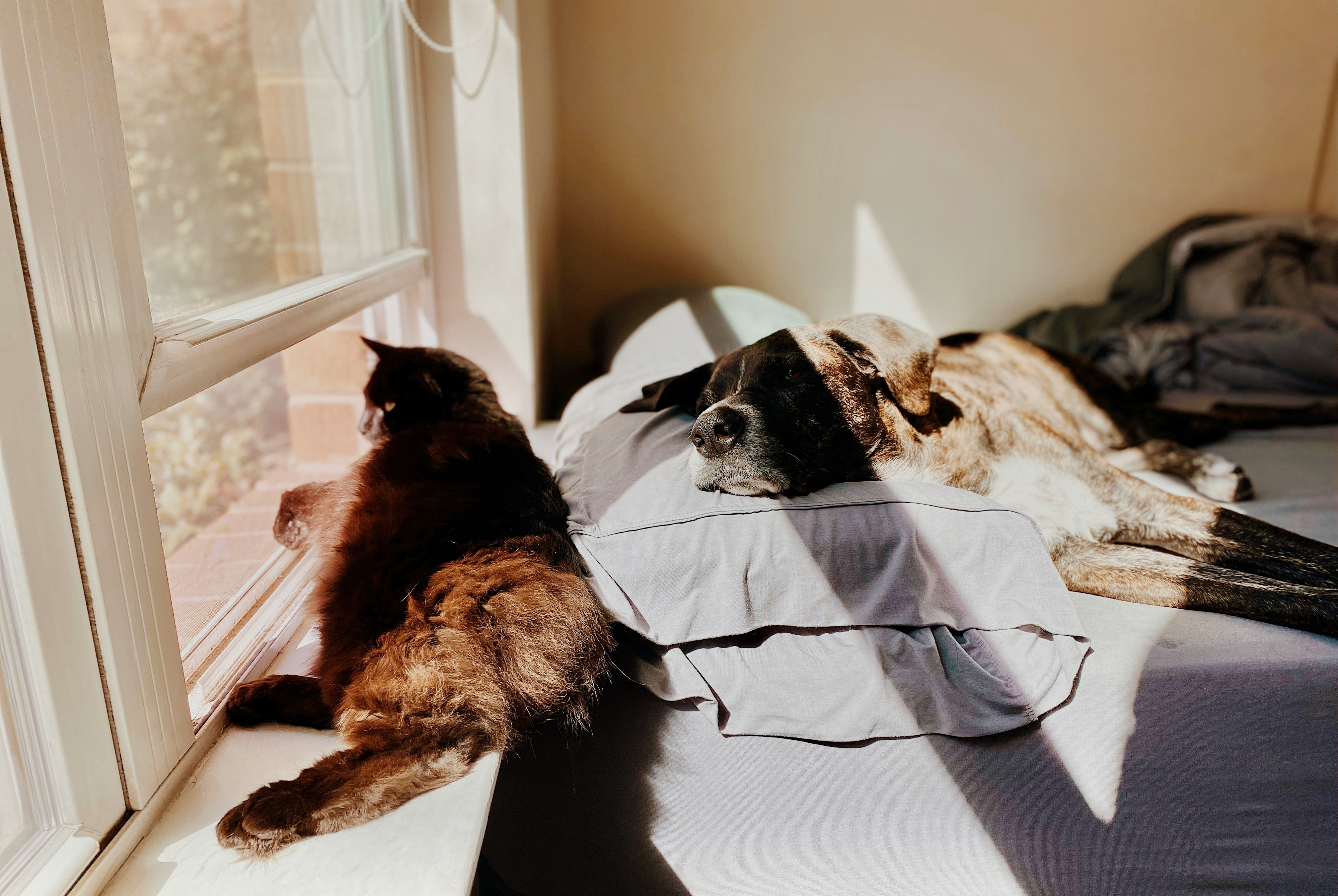What to expect during a home euthanasia visit