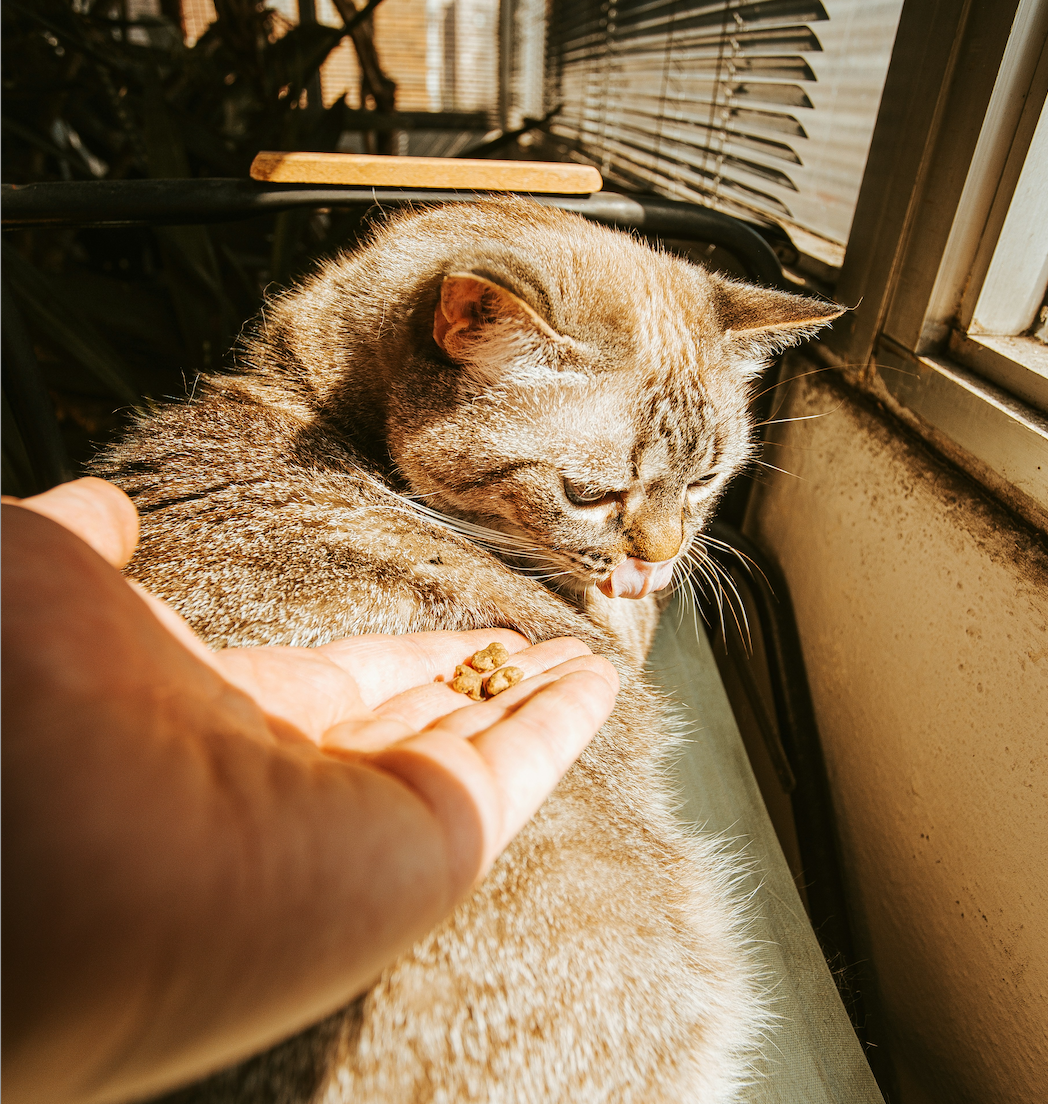 Caring for a pet who’s eating or drinking less