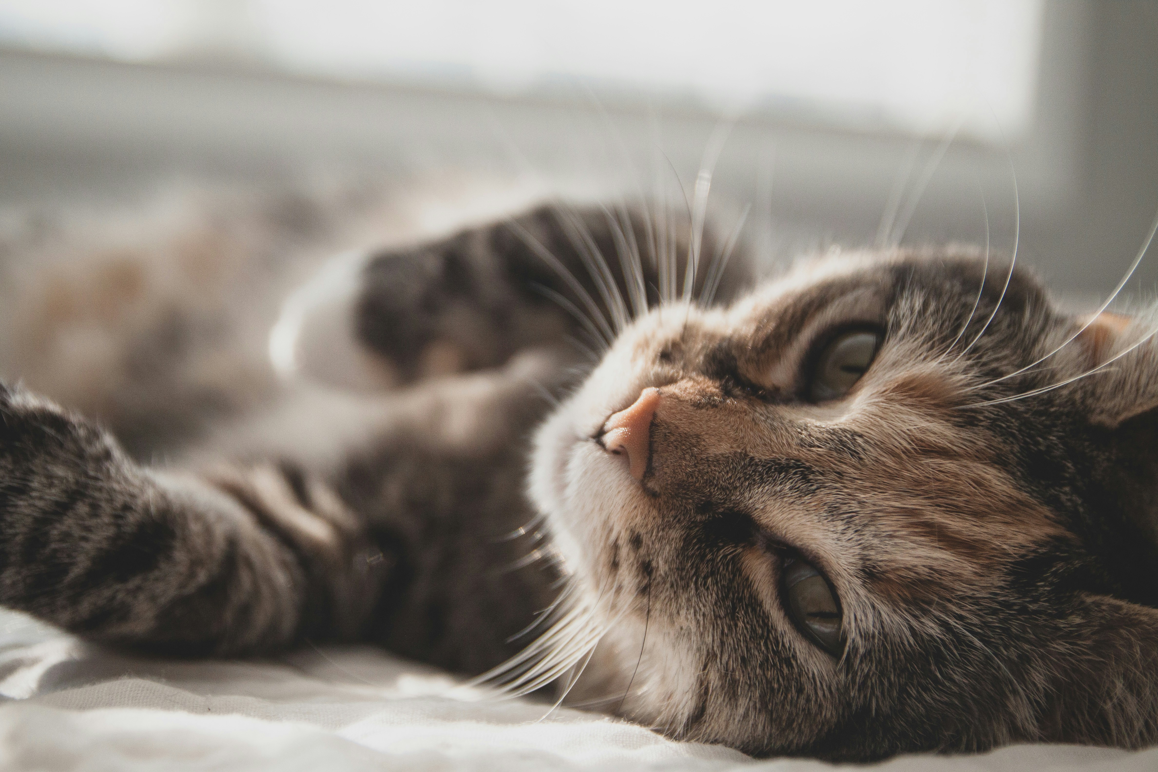 Pain Management in Cats: Signs of pain, Treatment and Quality of Life