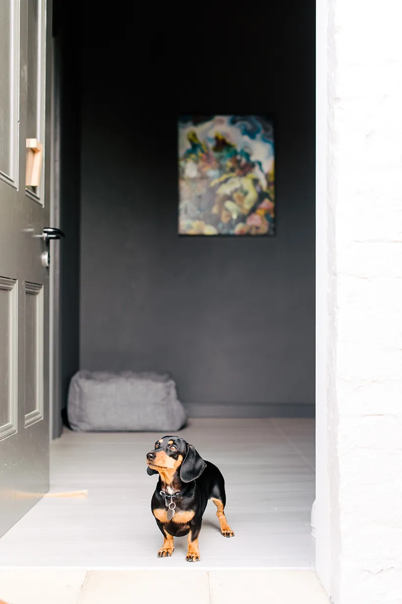 A sausage dog stands in the doorway of a hotel suite. You can see a grey well and a colourful landscape painting inside the room.
