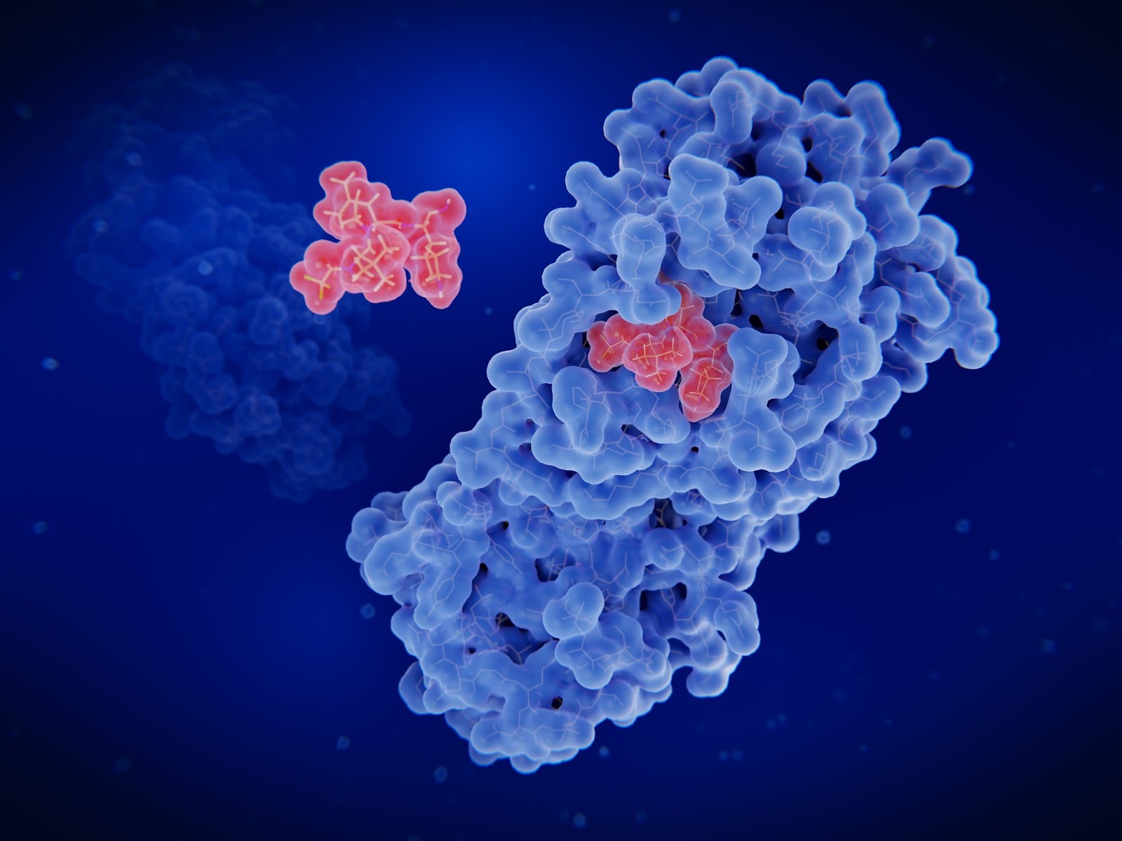 3d structure of a protein binding to a small molecule drug