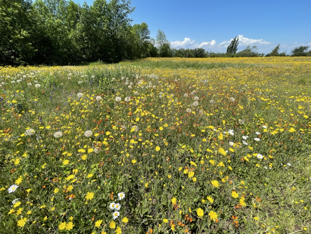 Champs de fleurs à Saint-Jean-Port-Joli - Les Radieux