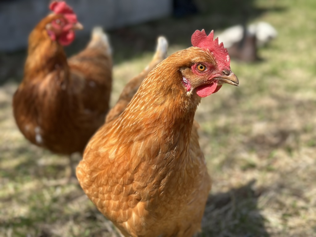 Poule — soirée photo des Radieux