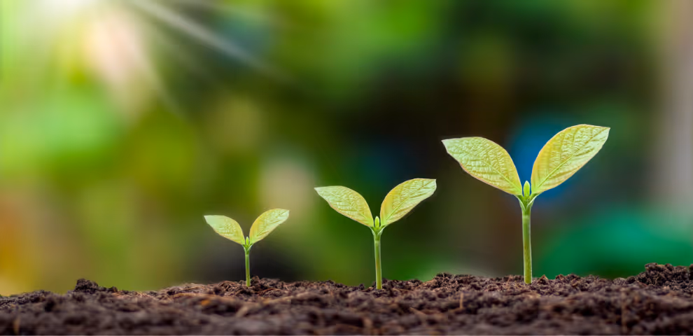 3 plants sprouting from the ground