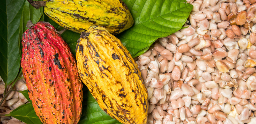 Cocoa pods and cocoa beans