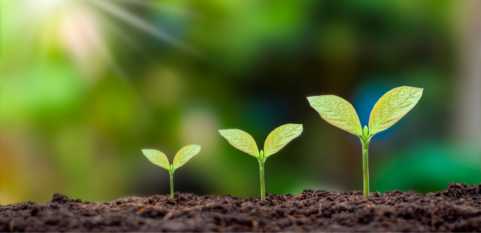 3 plants sprouting from the ground