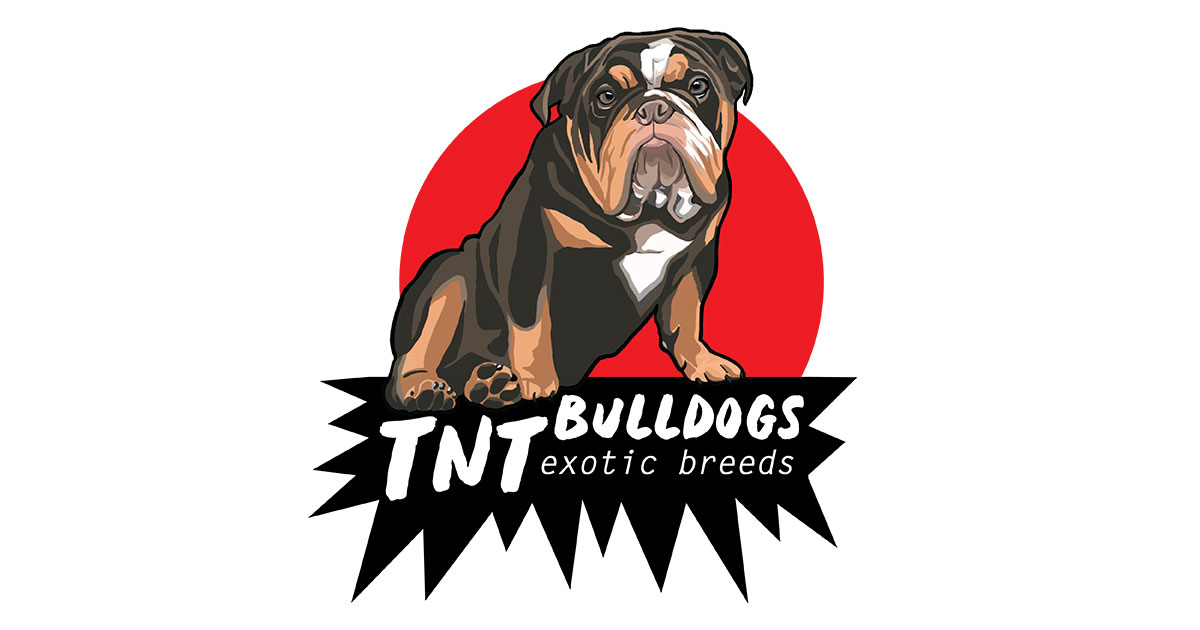 Home | TNT Bulldogs | Exotic Studs & Puppies
