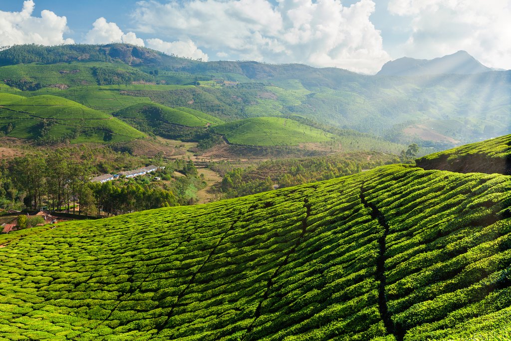 Munnar Tea Gardens