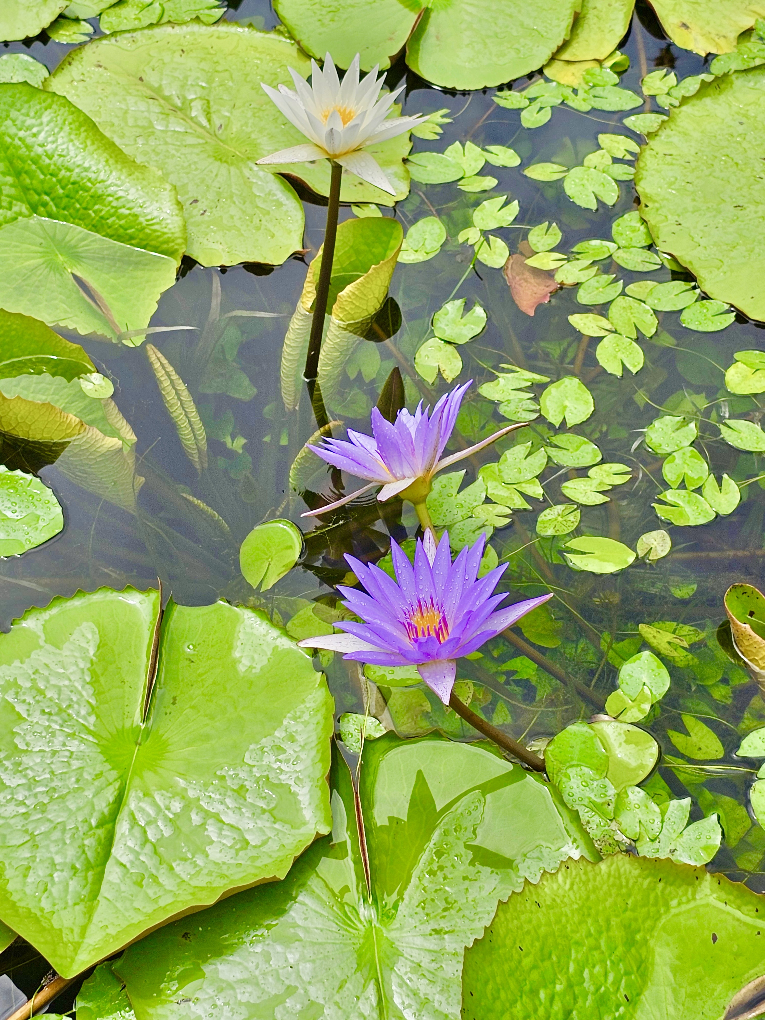 Water Lilies