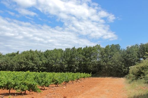 Paiements pour services environnementaux