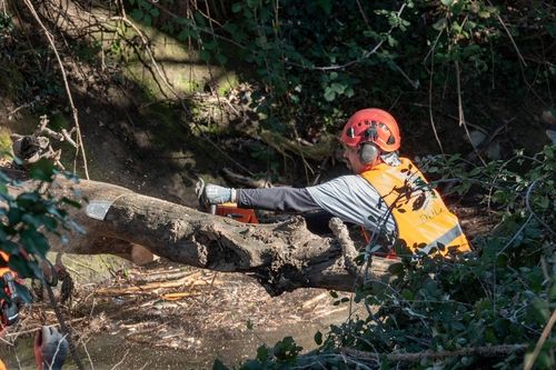 Campagnes annuelles de gestion de la ripisylve