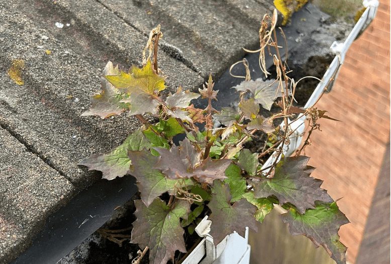 Gutter before cleaning