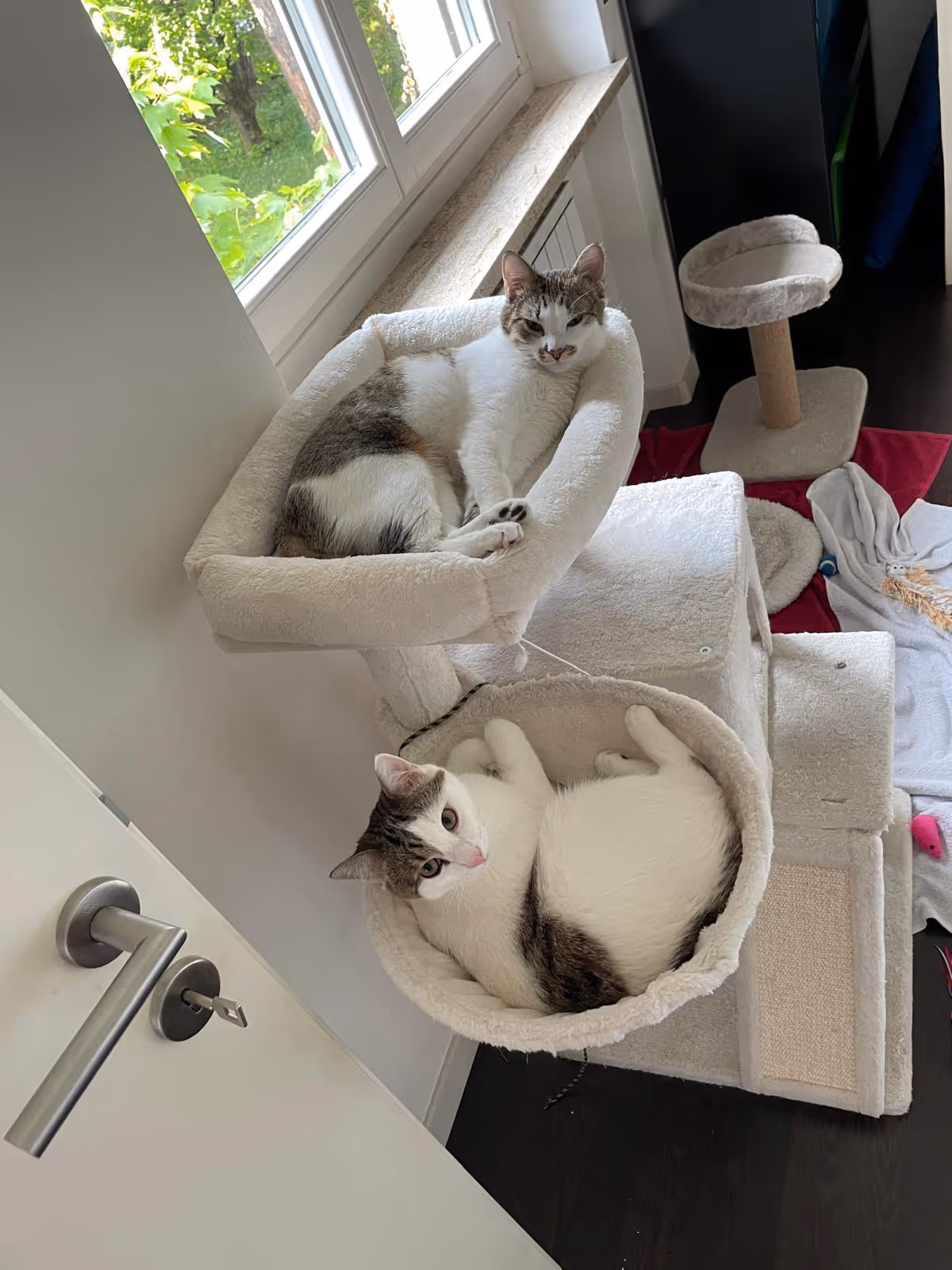 Pflegekatzen Simba und Nala