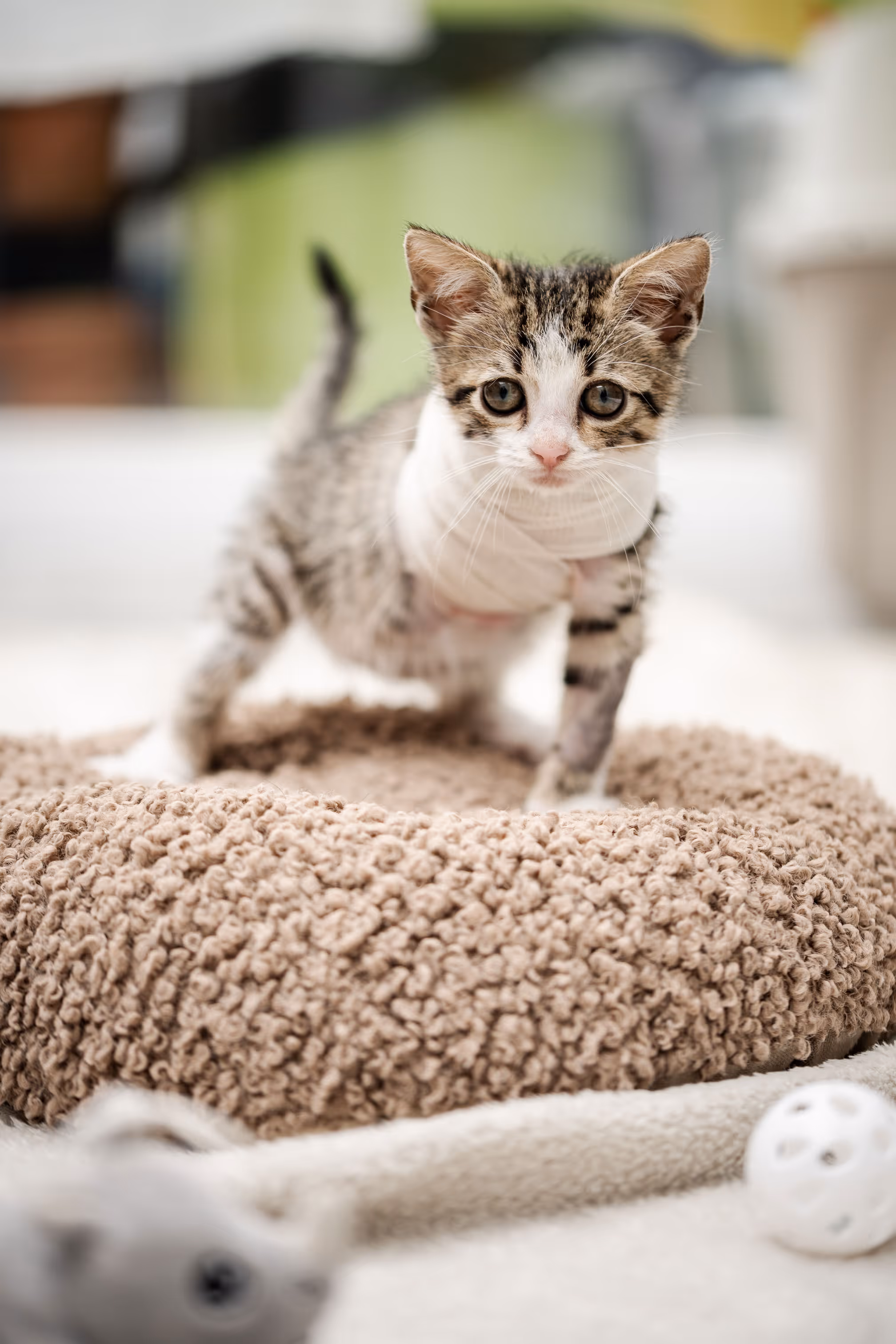 Unser dreibeiniges Pflegekätzchen Mango