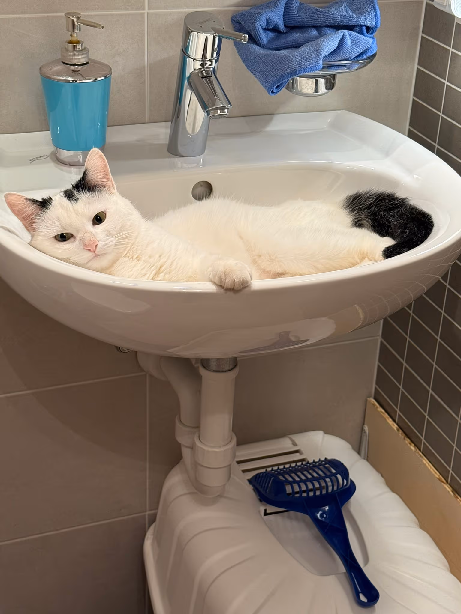 Adopt me - Zayka
