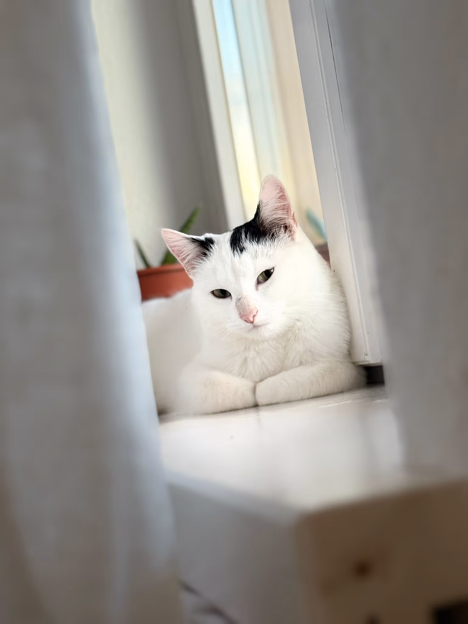 Adopt me - Zayka