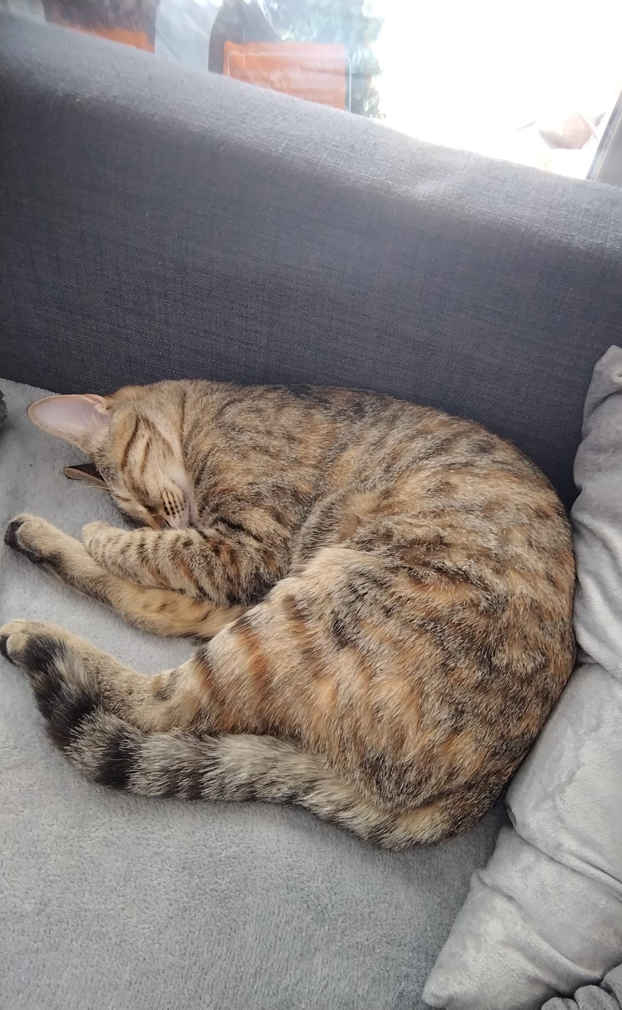 Adopt me - Penelope & Namy