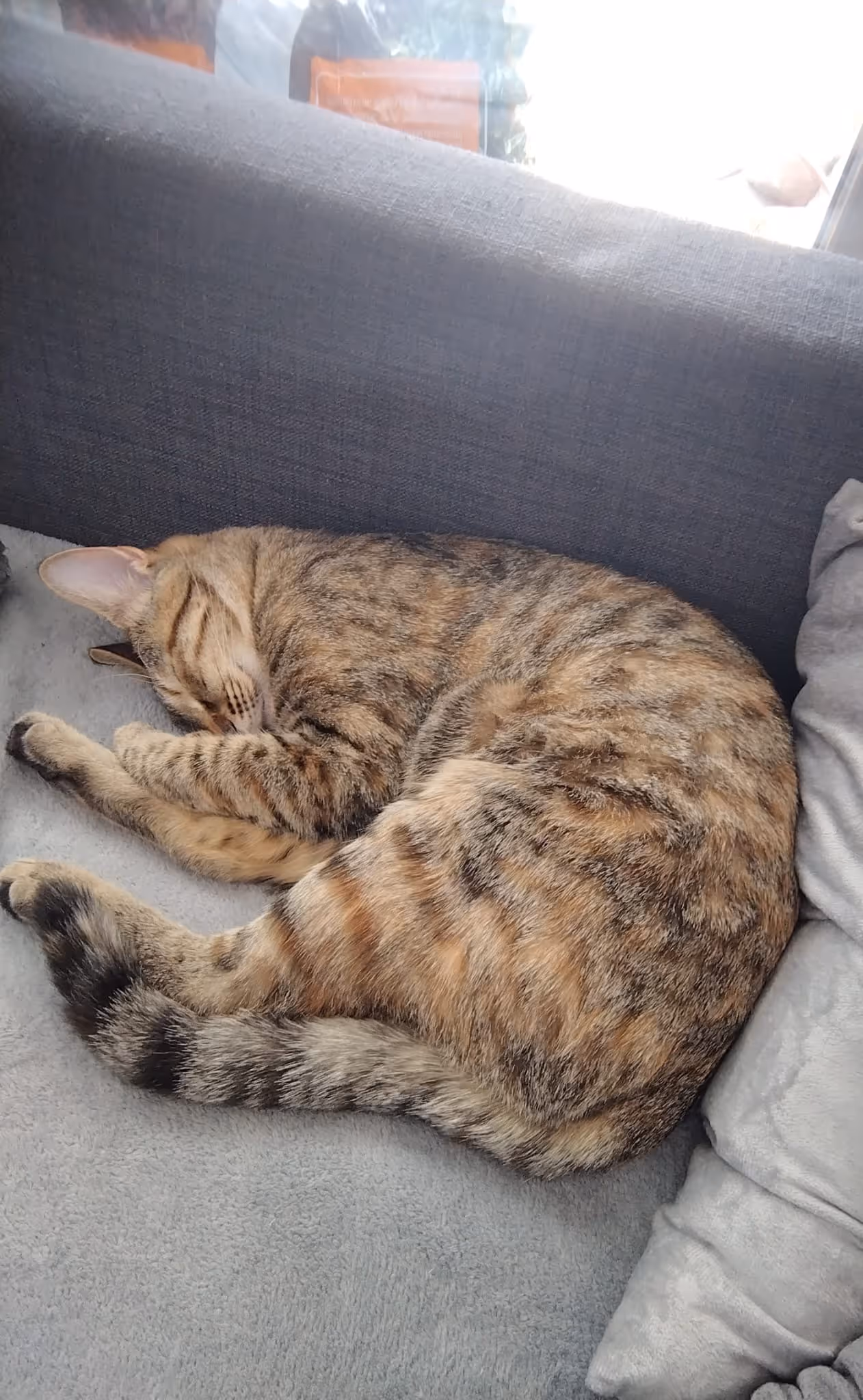 Adopt me - Penelope & Namy