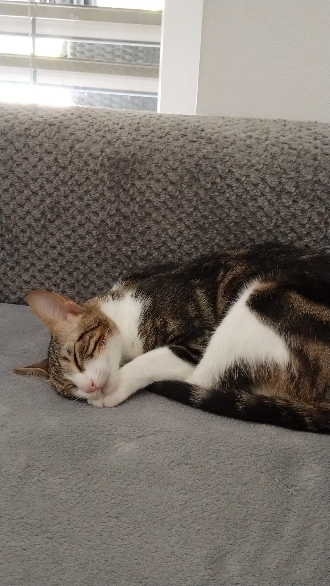 Adopt me - Penelope & Namy