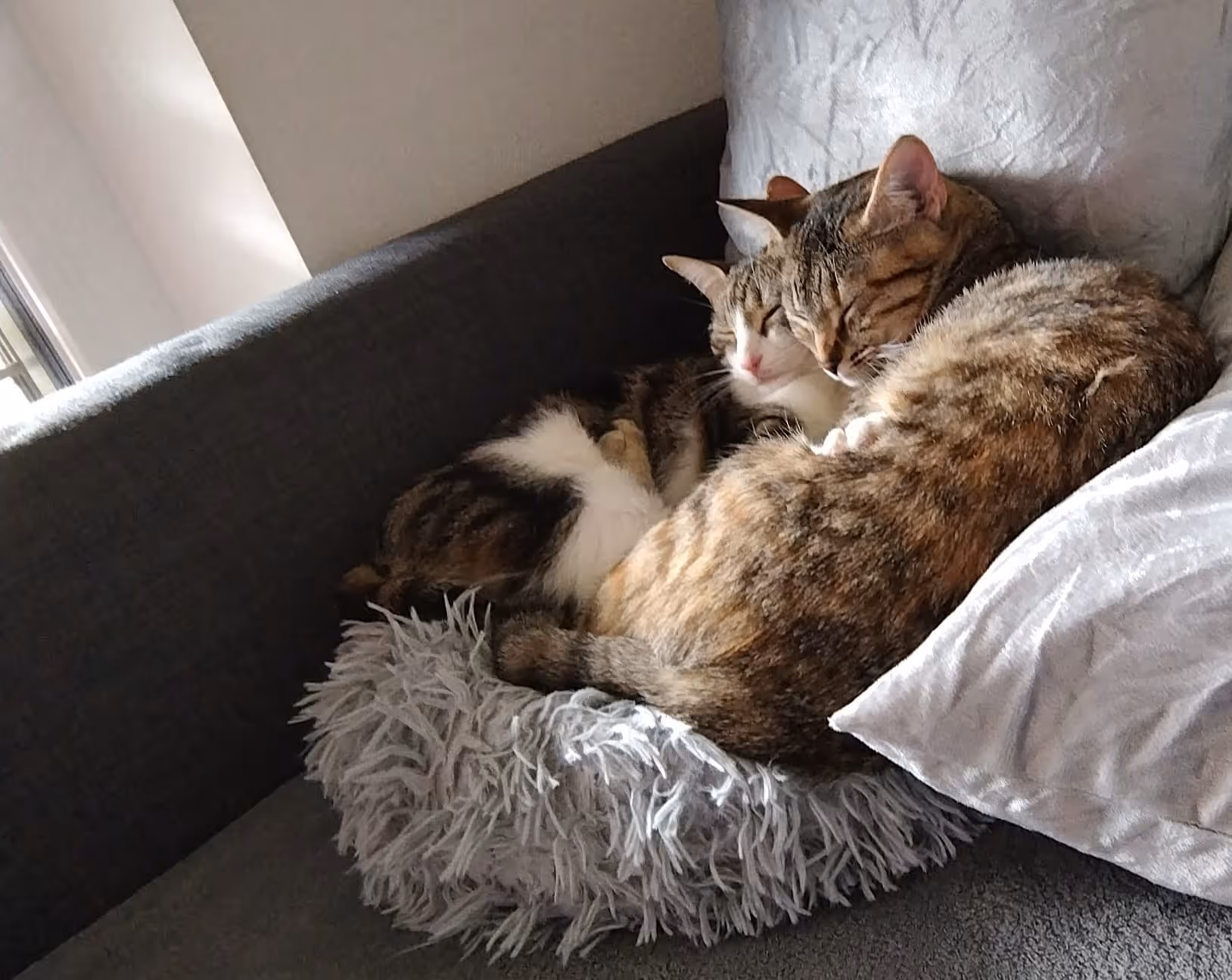 Adopt me - Penelope & Namy