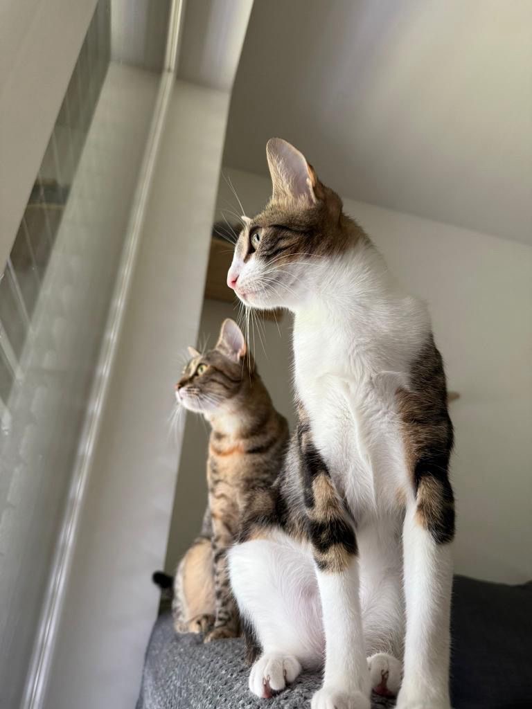 Adopt me - Penelope & Namy