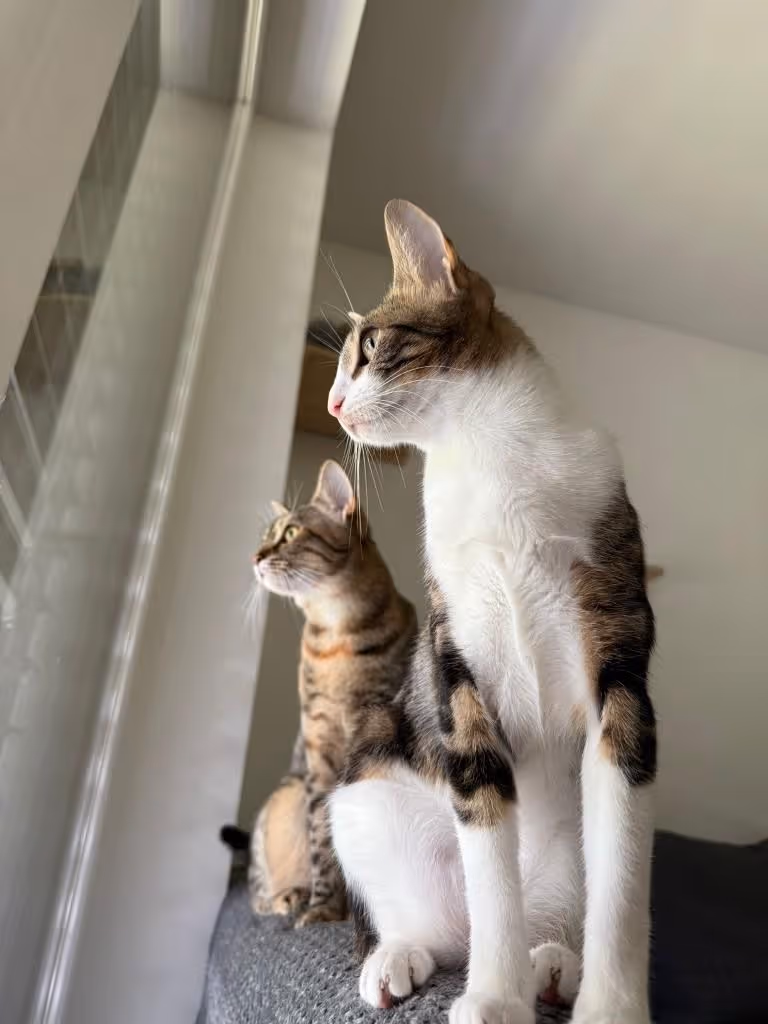 Adopt me - Penelope & Namy
