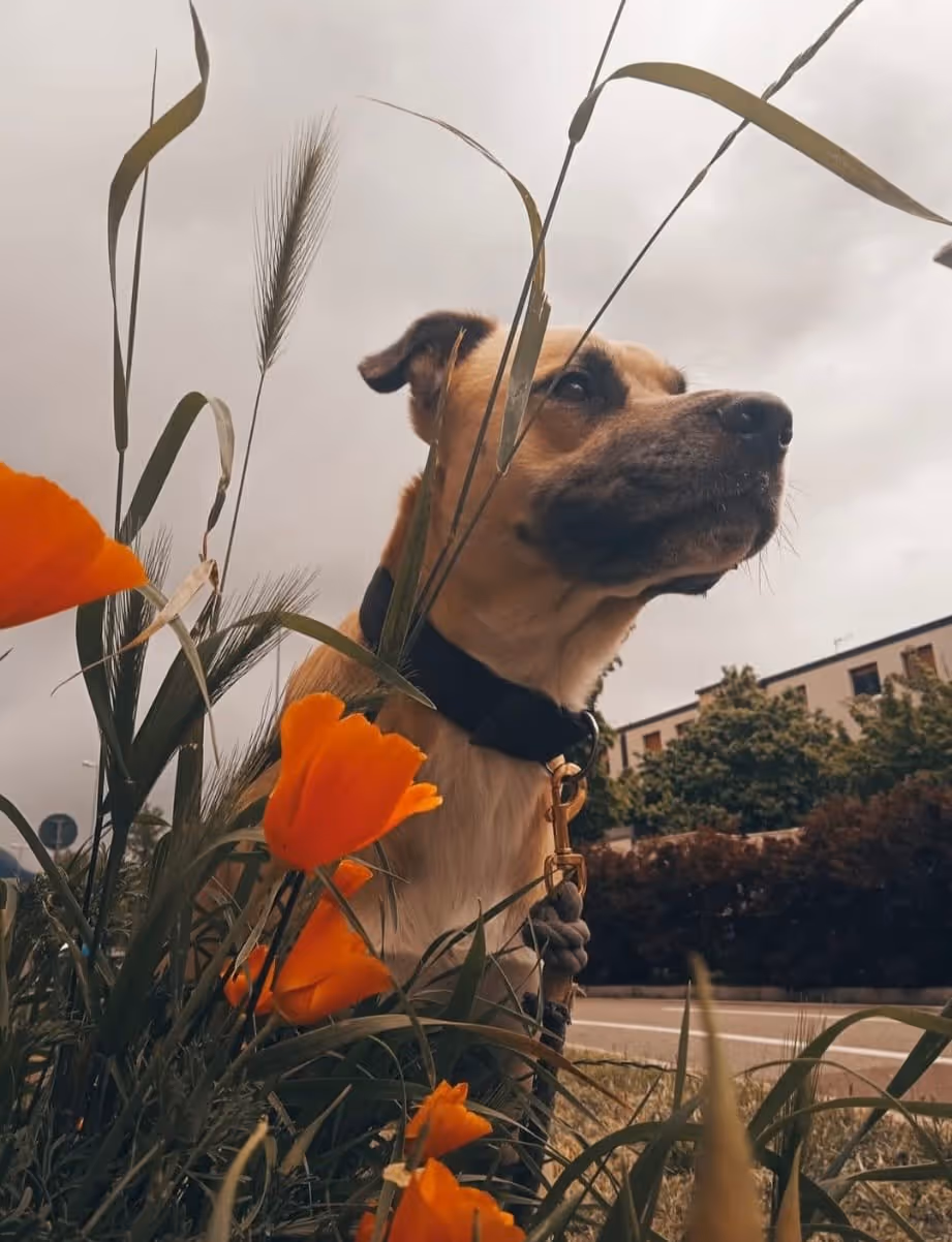 Adopt me - Sonny