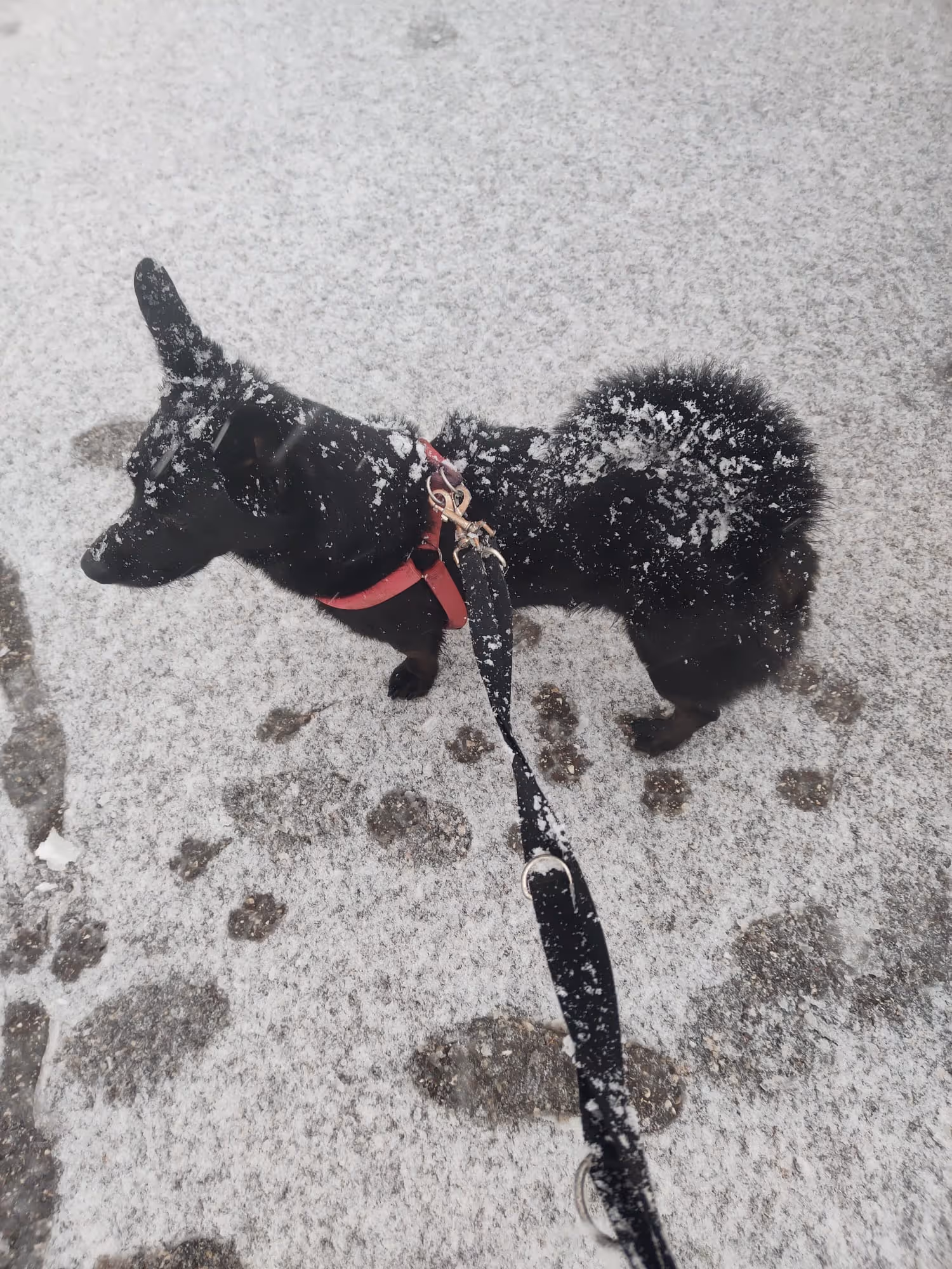 Blacky