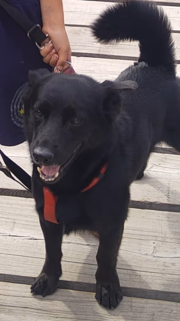 Blacky