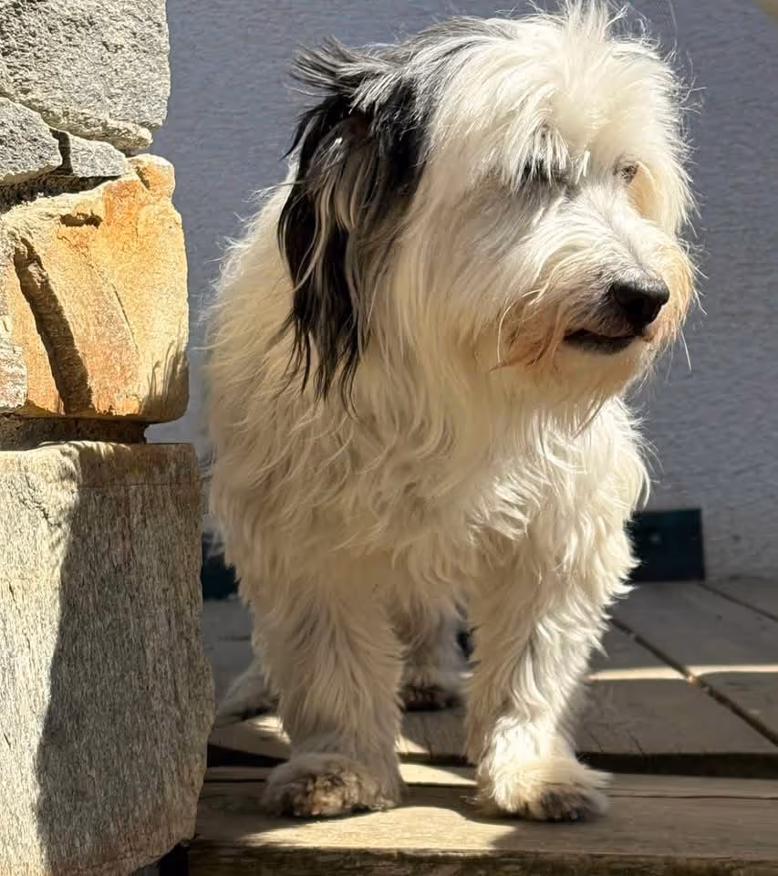Bubi