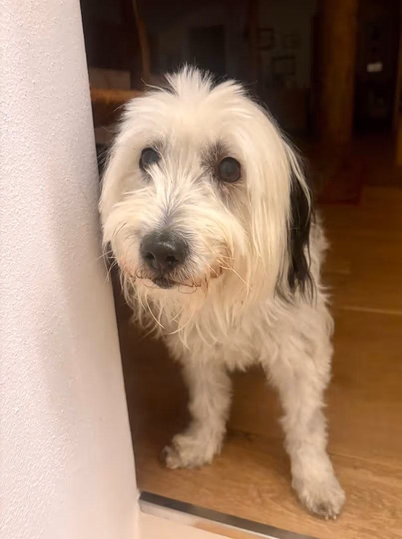 Bubi