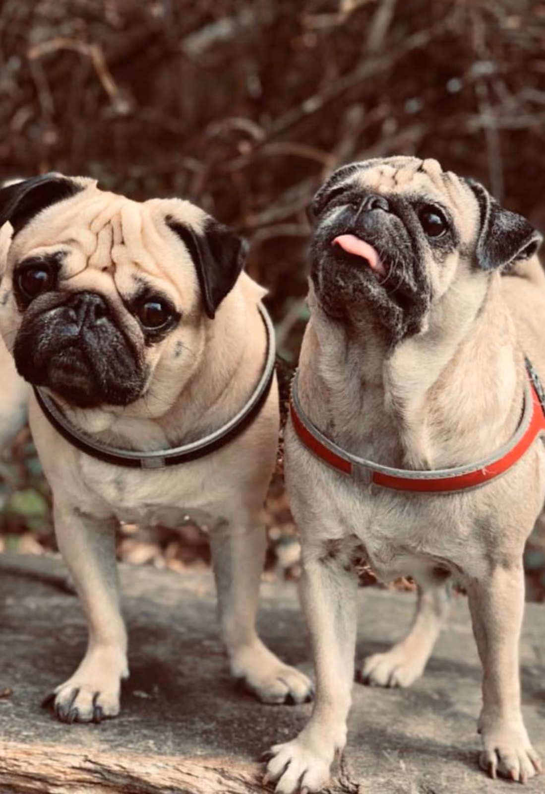 Perla & Flocki