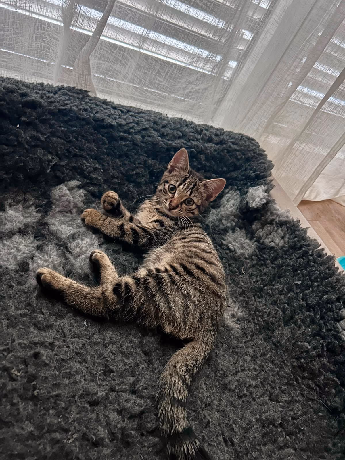 Lotti