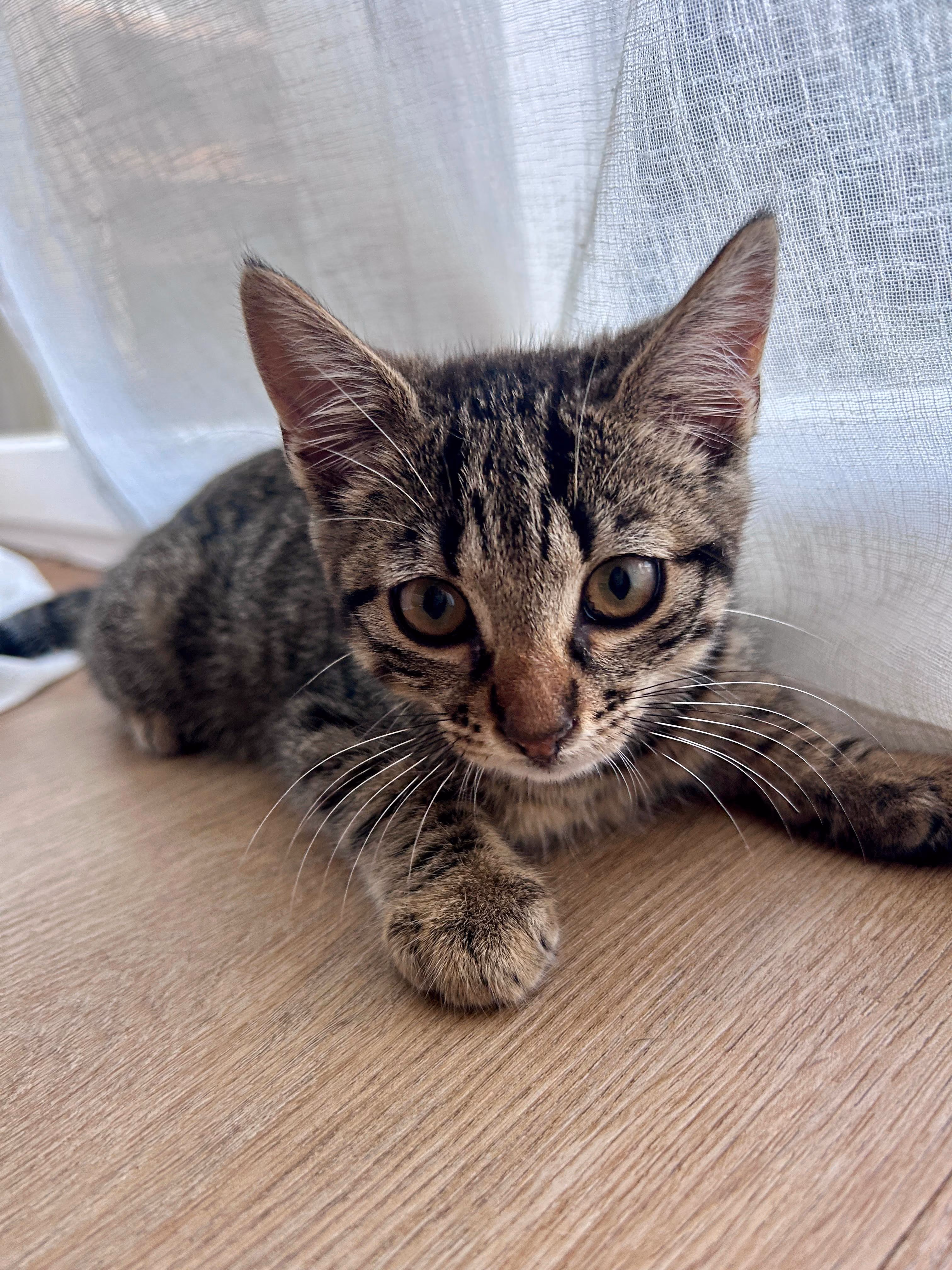 Lotti