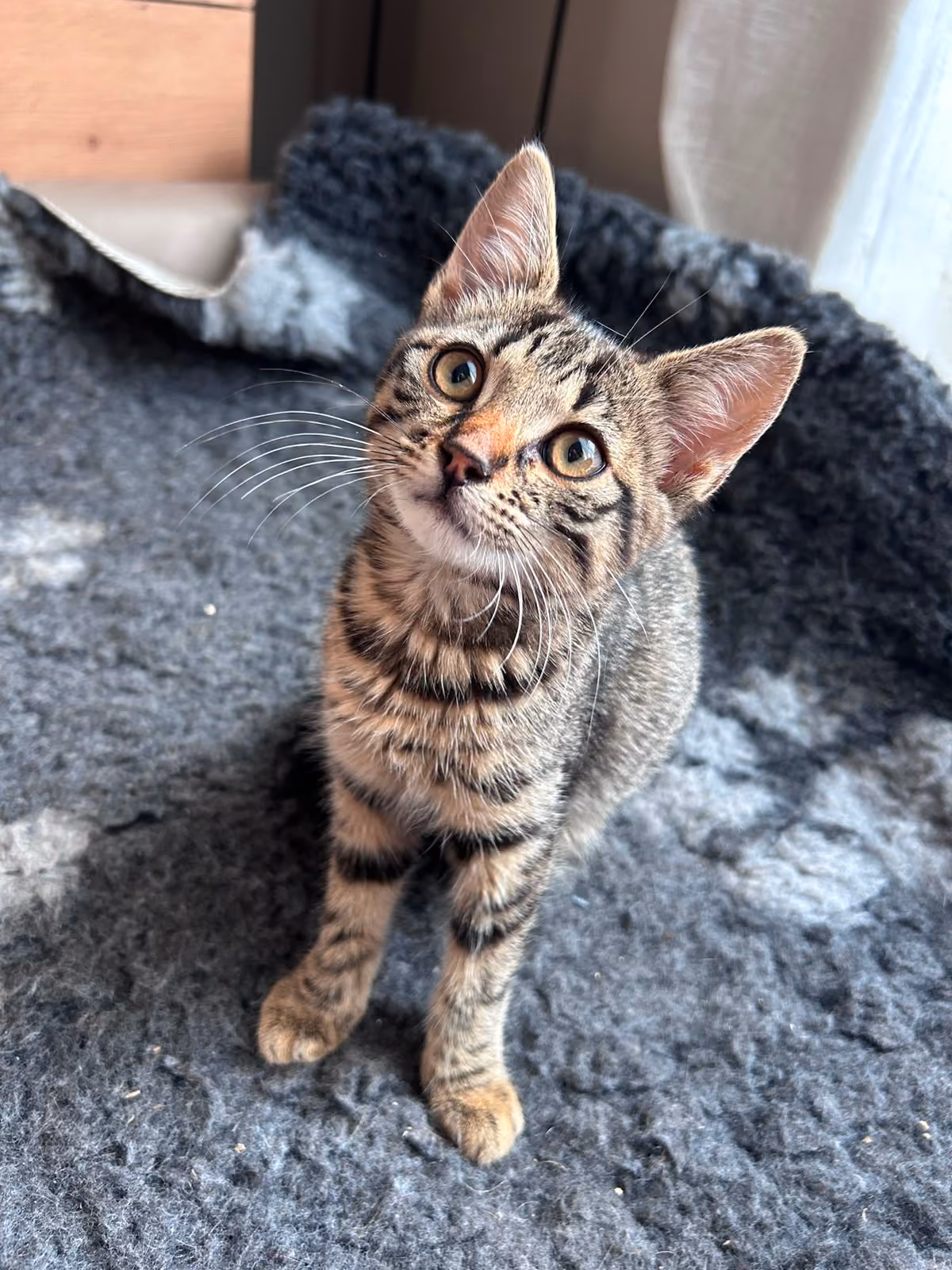Lotti