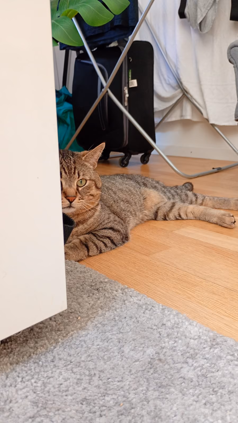 Mia