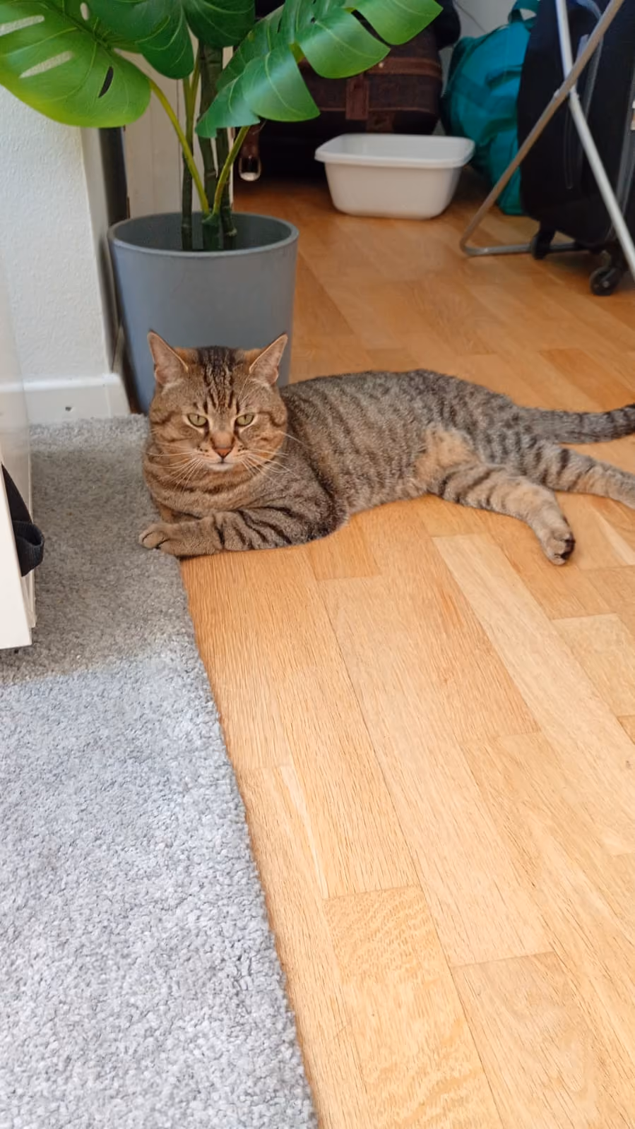 Mia