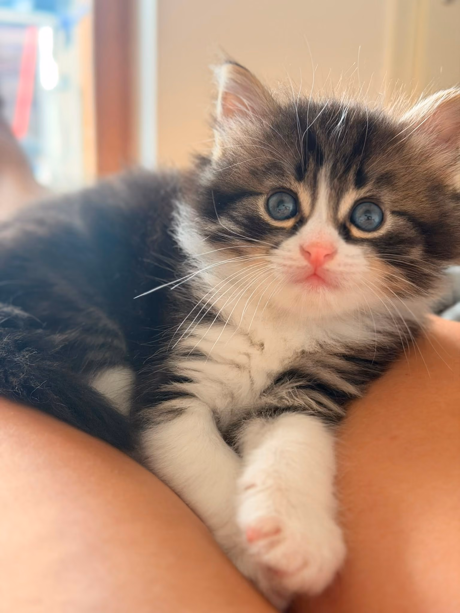 Milo