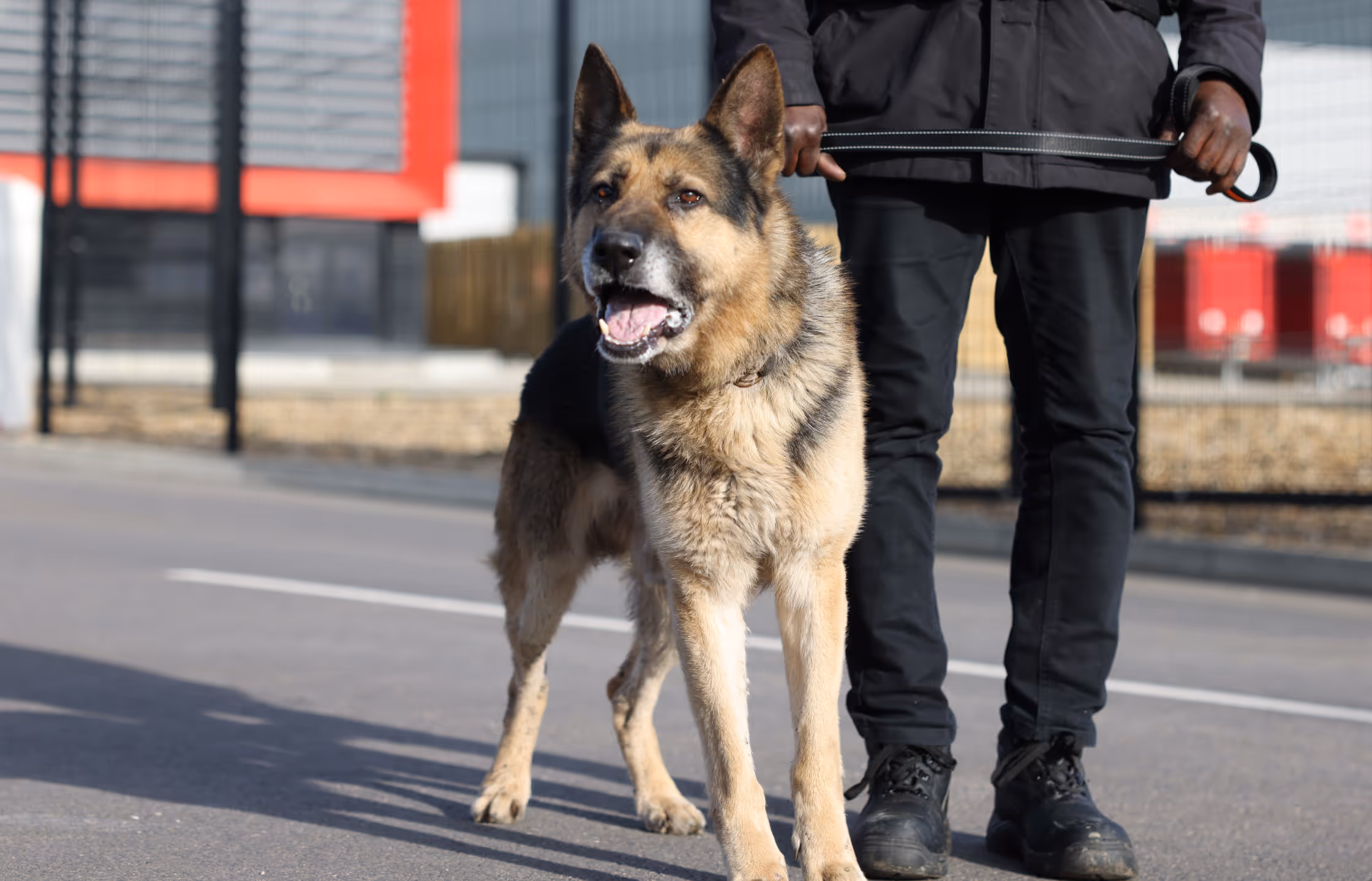 Canine Units