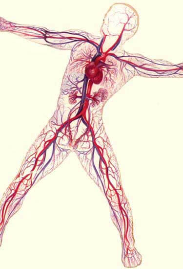 circulation_of_the_blood