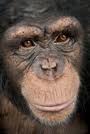 chimp3