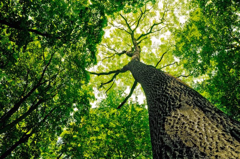 Strong tree growing tall