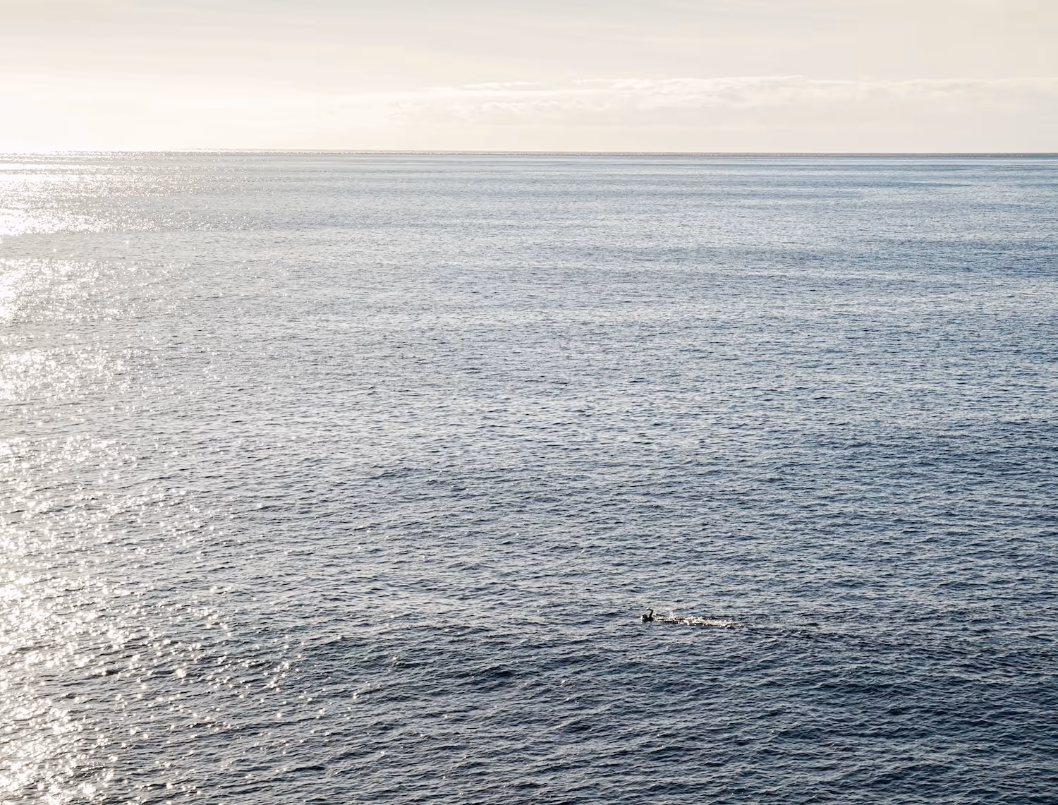 A lone swimmer sunset swimming across the horizon at sunset