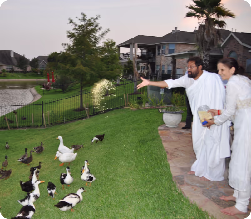 Duck Feeding
