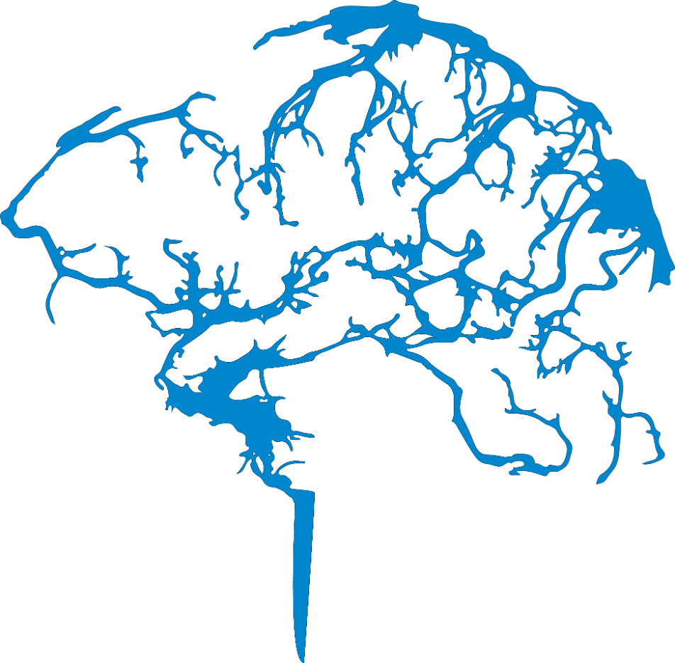 The venous drainage of the brain