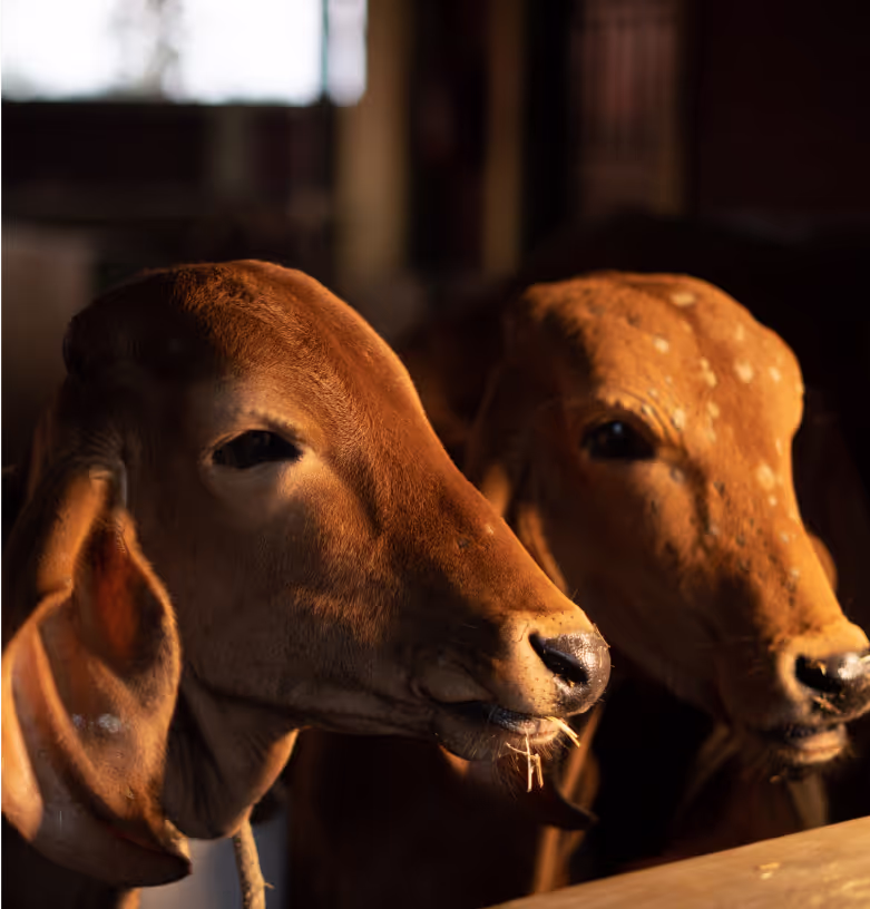 Saving Animals from Execution